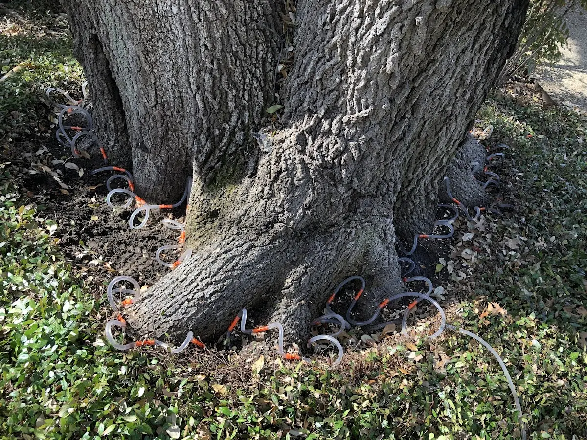 Detailed Tree Cabling and Bracing job site in Stitzer