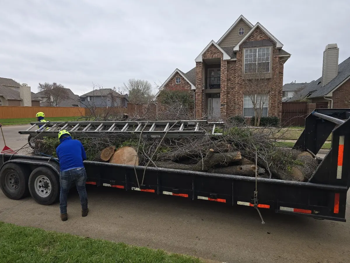 Expert Tree Removal with proper safety equipment in Stitzer